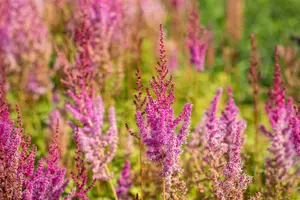 astilbe chin. 'purpurlanze' P9 - afbeelding 1