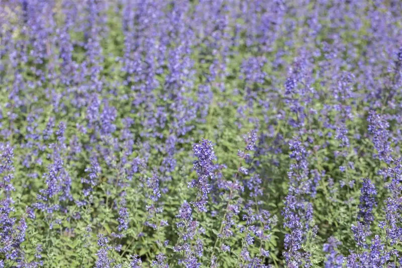 nepeta faassenii 'purrsian blue' P11