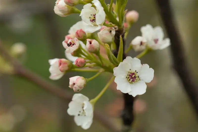 pyrus calleryana 'chanticleer' 10/12 - afbeelding 1