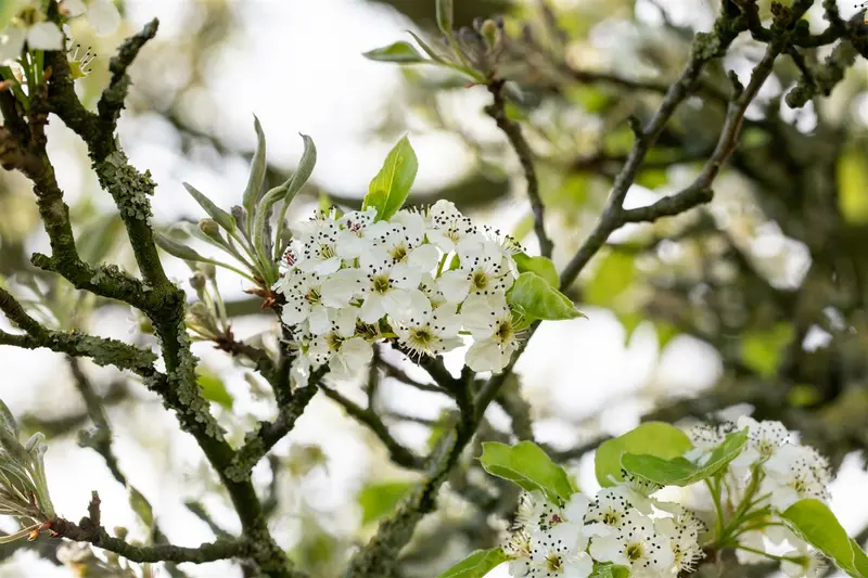 pyrus calleryana 'chanticleer' 10/12 - afbeelding 2