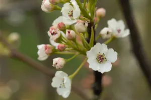 pyrus calleryana 'chanticleer' (250-300 cm) - afbeelding 1