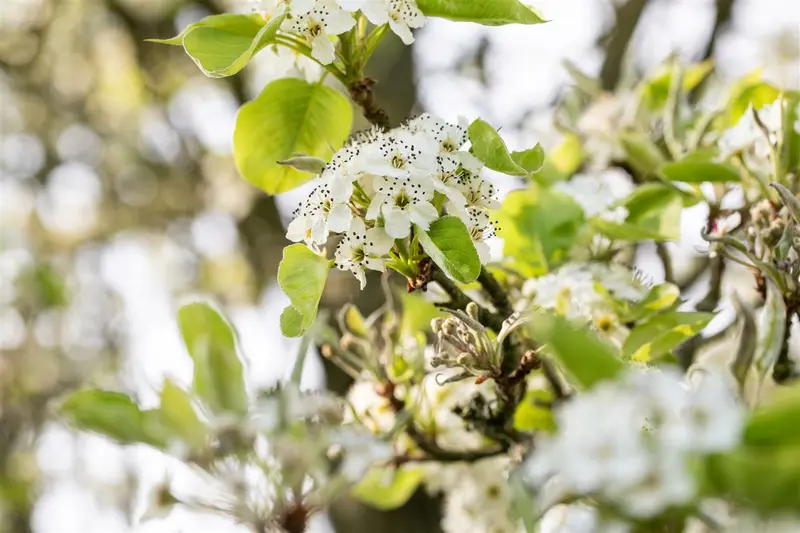 pyrus calleryana 'chanticleer' (250-300 cm) - afbeelding 3