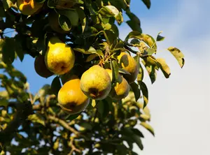 pyrus comm. 'beurré hardy' ('gell. butterbirne') PALMET SCHUIN BW (V) - afbeelding 2