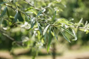 pyrus salicifolia 'pendula' 6/ 8 - afbeelding 3