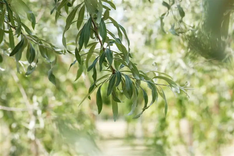 pyrus salicifolia 'pendula' 6/ 8 - afbeelding 4