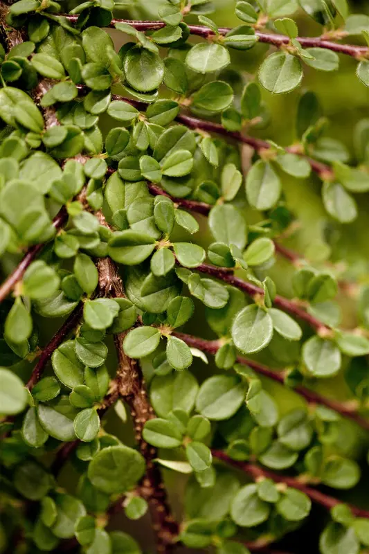 Cotoneaster proc. 'Queen of Carpets' 15- 20   P9 - afbeelding 3