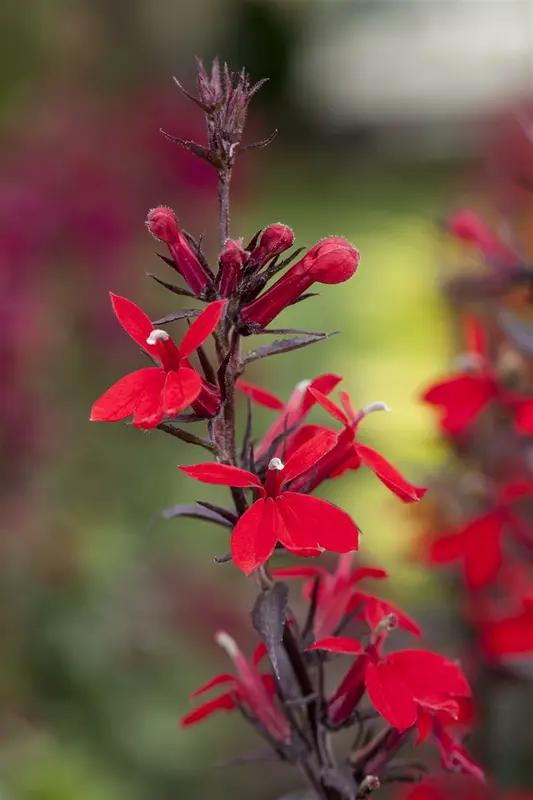 lobelia hybr. 'queen victoria' P9