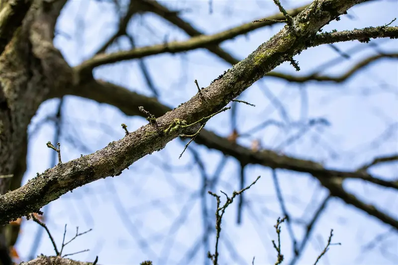 quercus cerris 16/18 - afbeelding 2