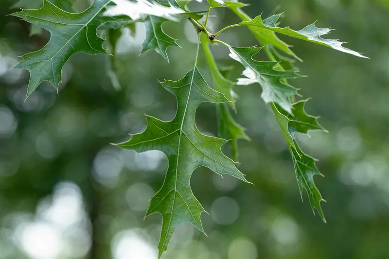 quercus coccinea 6/ 8 - afbeelding 1