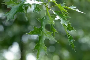 quercus coccinea 8/10 - afbeelding 1