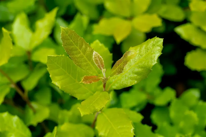 quercus ilex 12/14 C35 - afbeelding 2