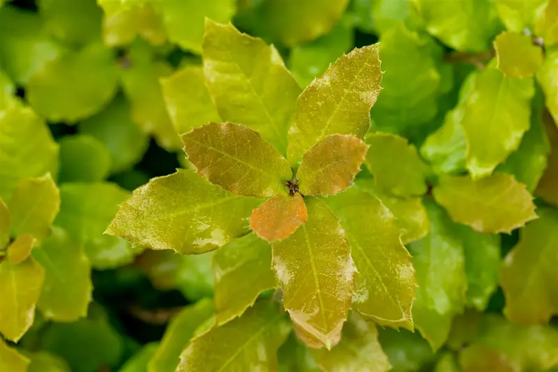 quercus ilex 16/18 C110 - afbeelding 3