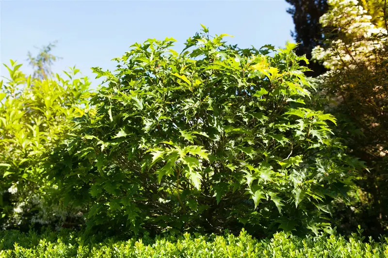 quercus pal. 'green dwarf' 6/8 C - afbeelding 1