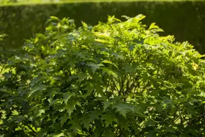 quercus pal. 'green dwarf' 6/8 C - afbeelding 5