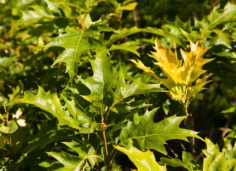 quercus pal. 'green dwarf' 6/8 C - afbeelding 2