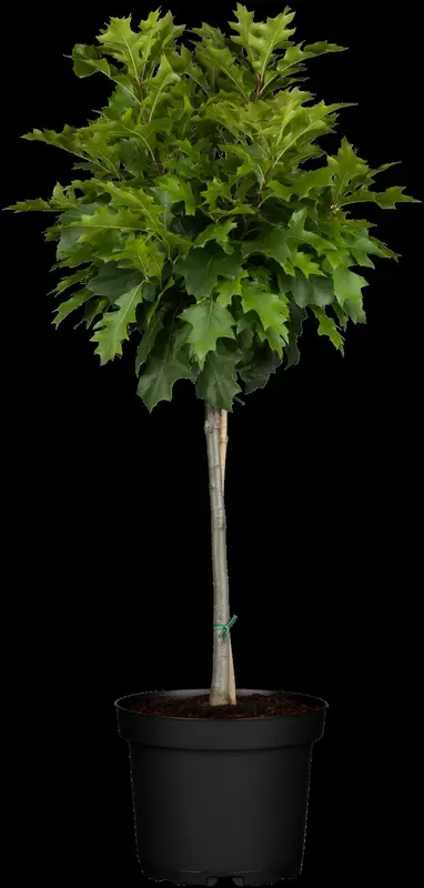 quercus pal. 'green dwarf' 6/8 C - afbeelding 3