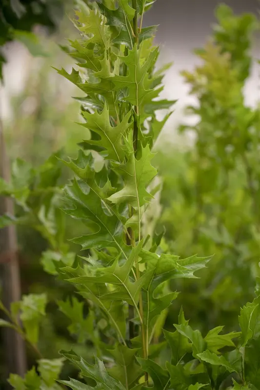 quercus pal. 'green pillar' (200-250 cm) - afbeelding 1