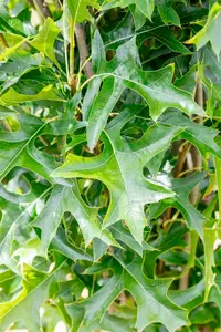 quercus pal. 'green pillar' (200-250 cm) - afbeelding 2