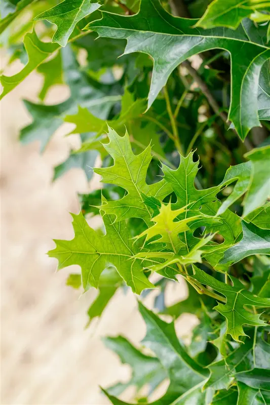 quercus pal. 'green pillar' (200-250 cm) - afbeelding 5