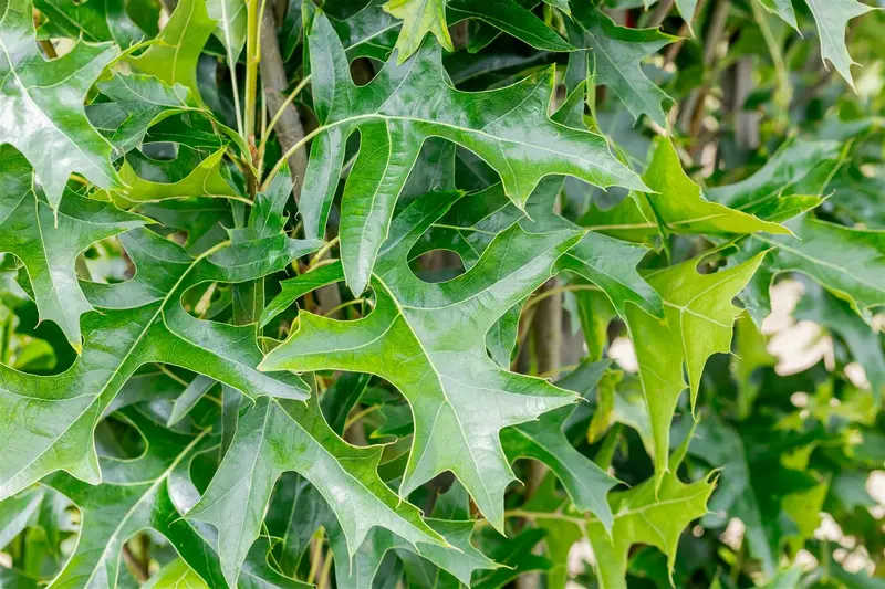 quercus pal. 'green pillar' (200-250 cm) - afbeelding 3