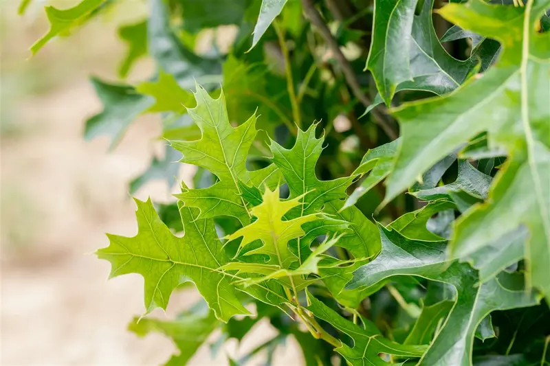 quercus pal. 'green pillar' (200-250 cm) - afbeelding 4