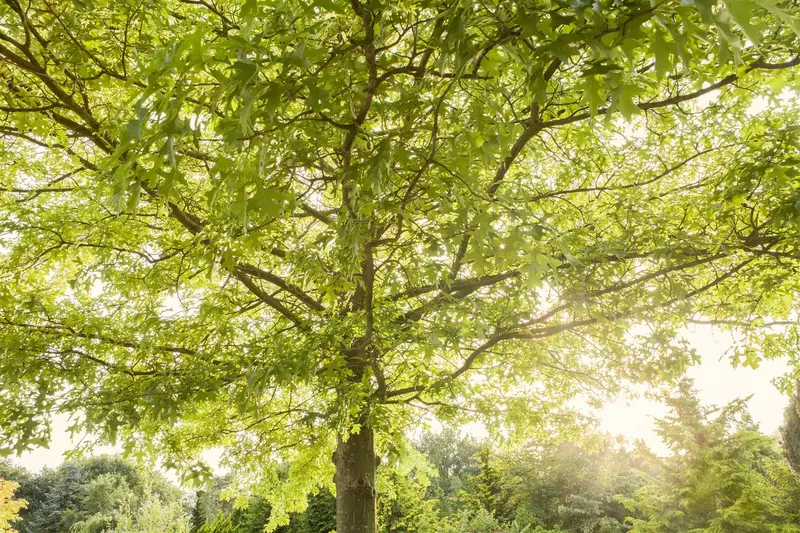 quercus palustris 8/10