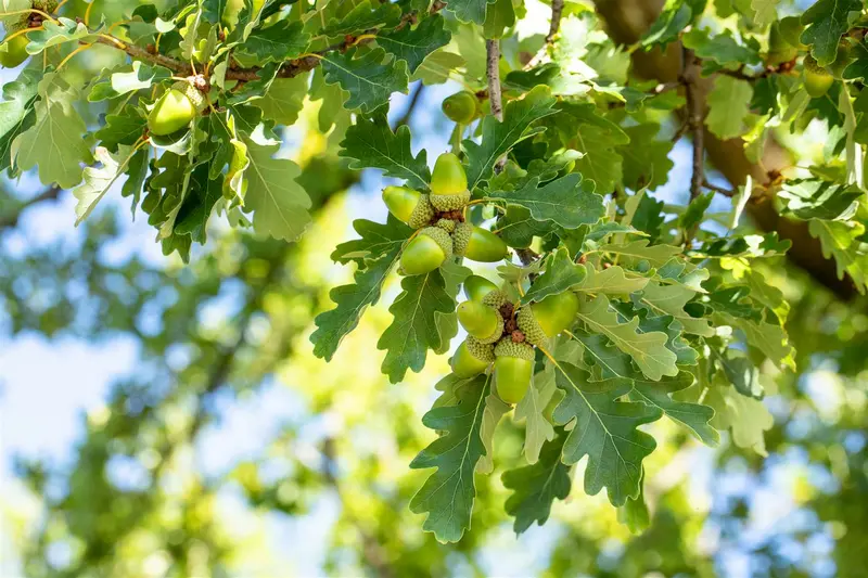 quercus petraea 14/16 - afbeelding 1