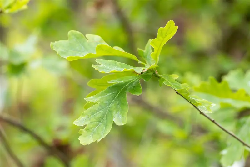 quercus petraea 14/16 - afbeelding 2