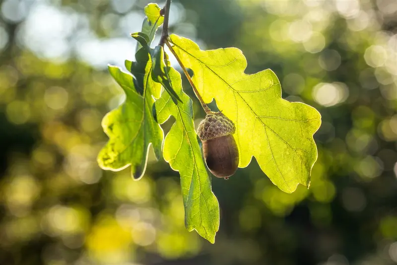 quercus robur 14/16 - afbeelding 4