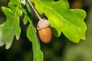 quercus robur 16/18 - afbeelding 5