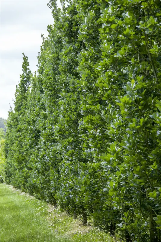 quercus robur (175-200 cm) - afbeelding 1