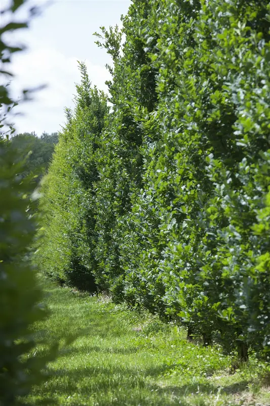 quercus robur (175-200 cm) - afbeelding 2