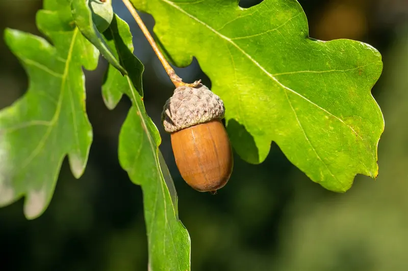 quercus robur 8/10 - afbeelding 5