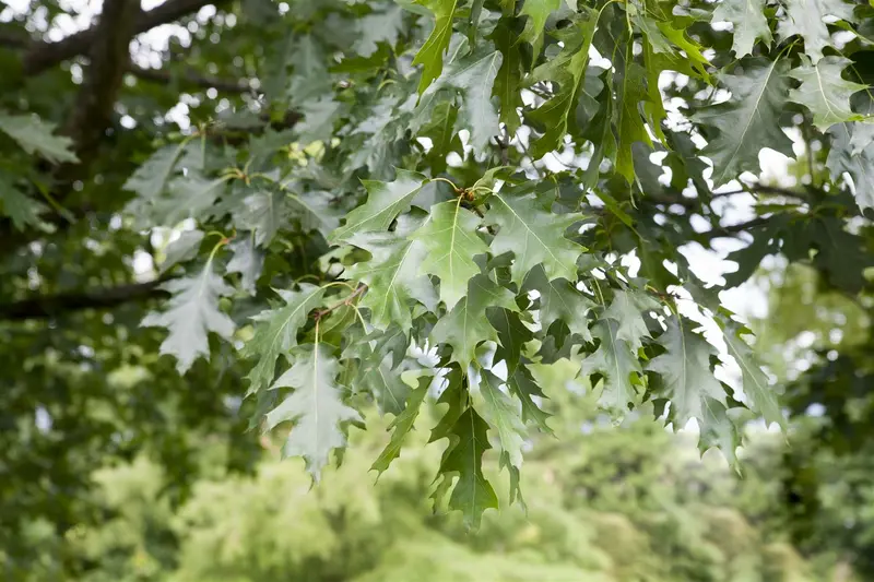 quercus rubra ( borealis) 10/12 - afbeelding 1