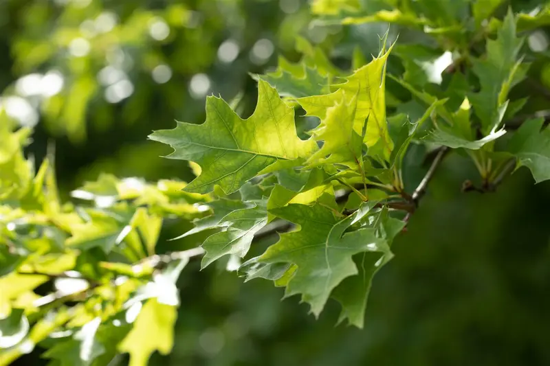 quercus rubra ( borealis) 10/12 - afbeelding 3