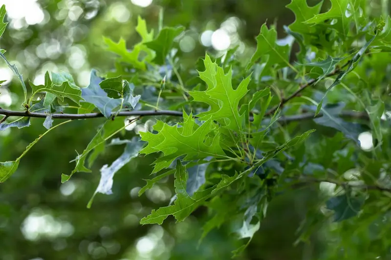 quercus rubra ( borealis) 10/12 - afbeelding 4