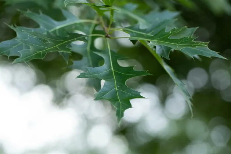 quercus rubra ( borealis) 10/12 - afbeelding 5