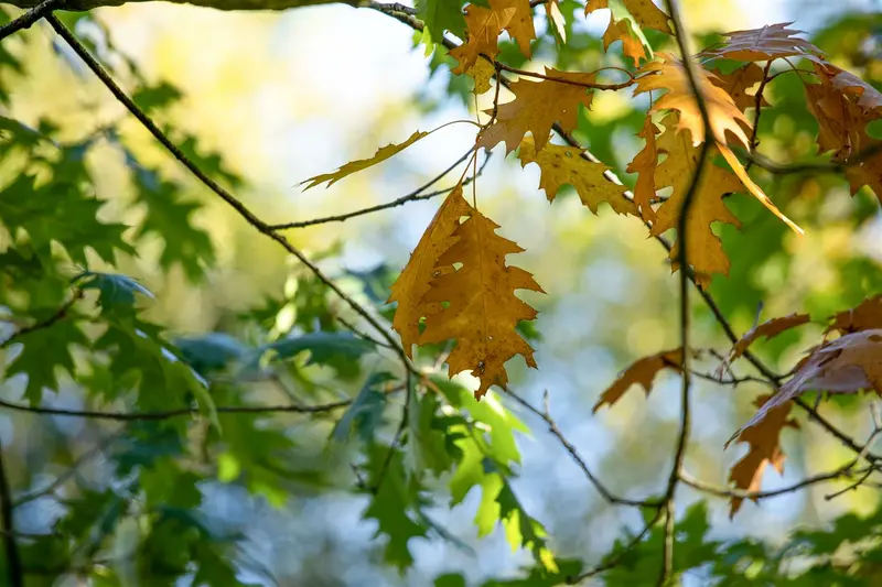 quercus rubra ( borealis) 14/16 - afbeelding 2