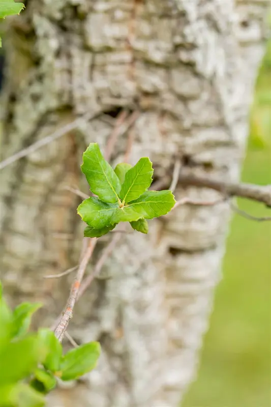 quercus suber (350-400 cm) MRST - afbeelding 2