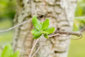 quercus suber (350-400 cm) MRST - afbeelding 1