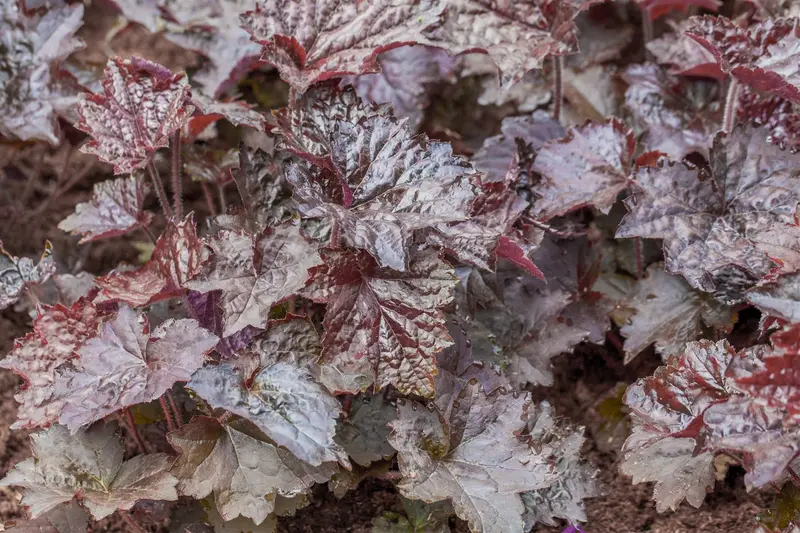 heuchera hybr. 'rachel' P9 - afbeelding 2