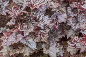 heuchera hybr. 'rachel' P9 - afbeelding 2