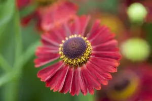 helenium hybr. 'ranchera' P9