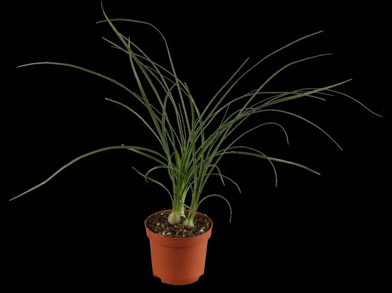 beaucarnea recurvata - afbeelding 3