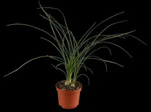 beaucarnea recurvata - afbeelding 3