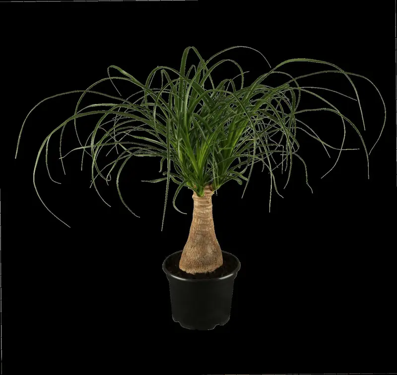 beaucarnea recurvata - afbeelding 4