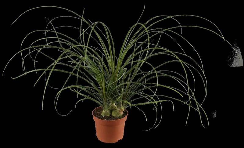 beaucarnea recurvata - afbeelding 2