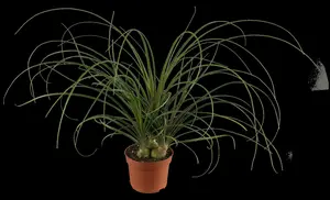 beaucarnea recurvata - afbeelding 2