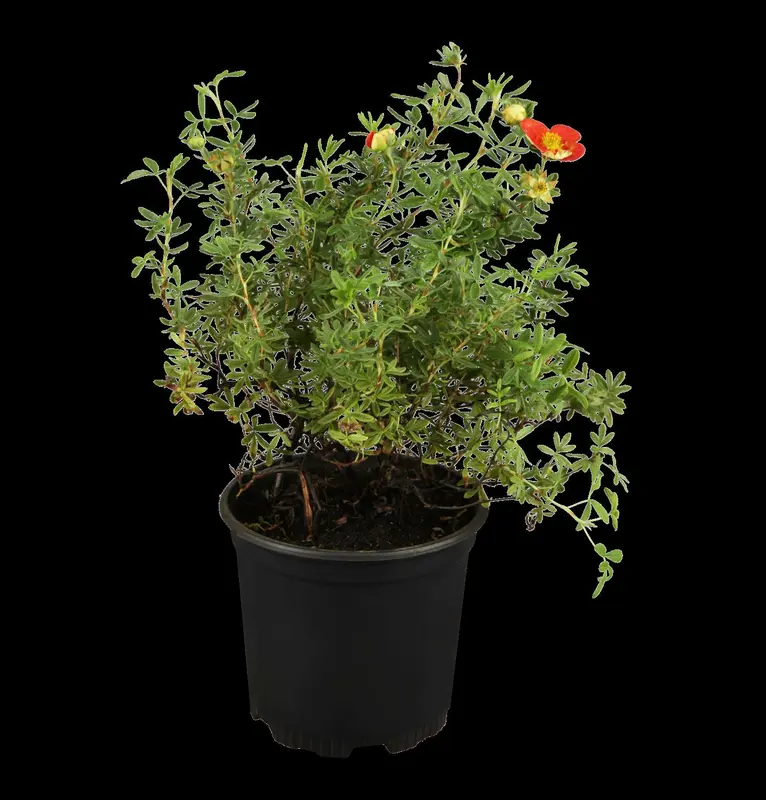 potentilla frut. 'red ace' (25- 30cm) - afbeelding 1