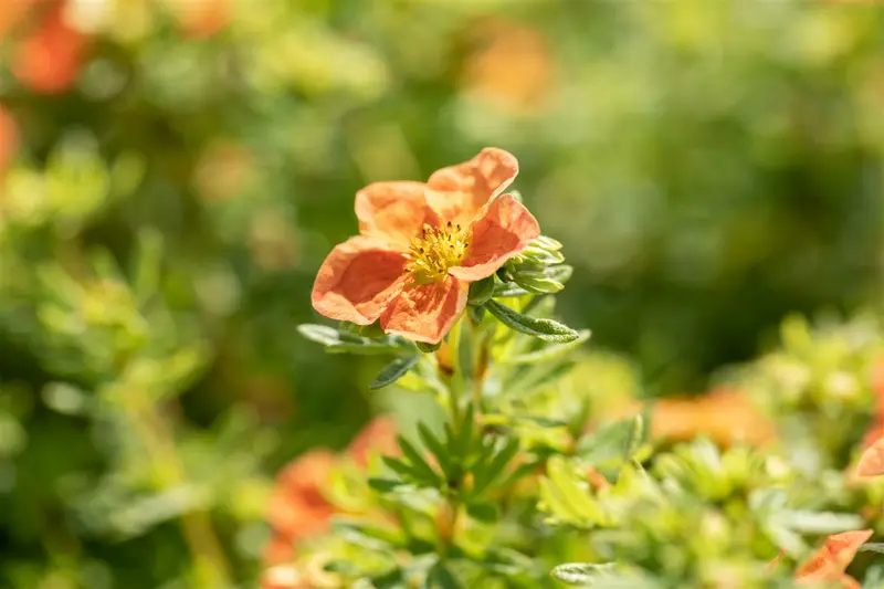 potentilla frut. 'red ace' (25- 30cm) - afbeelding 4